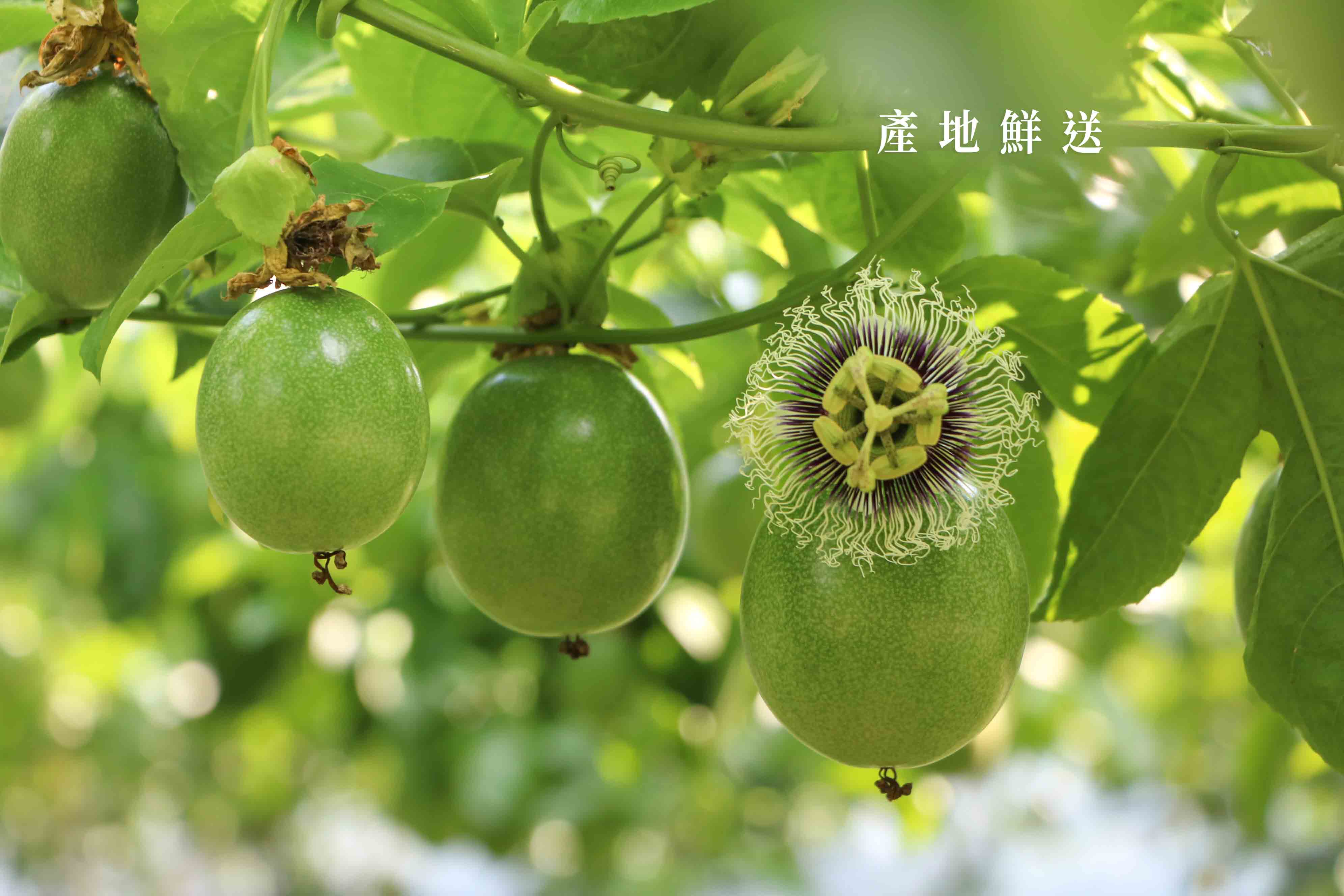 百香果產地鮮送